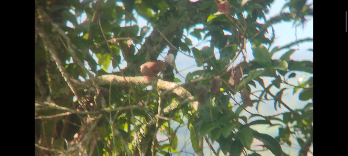 Ruddy Ground Dove - ML620716966