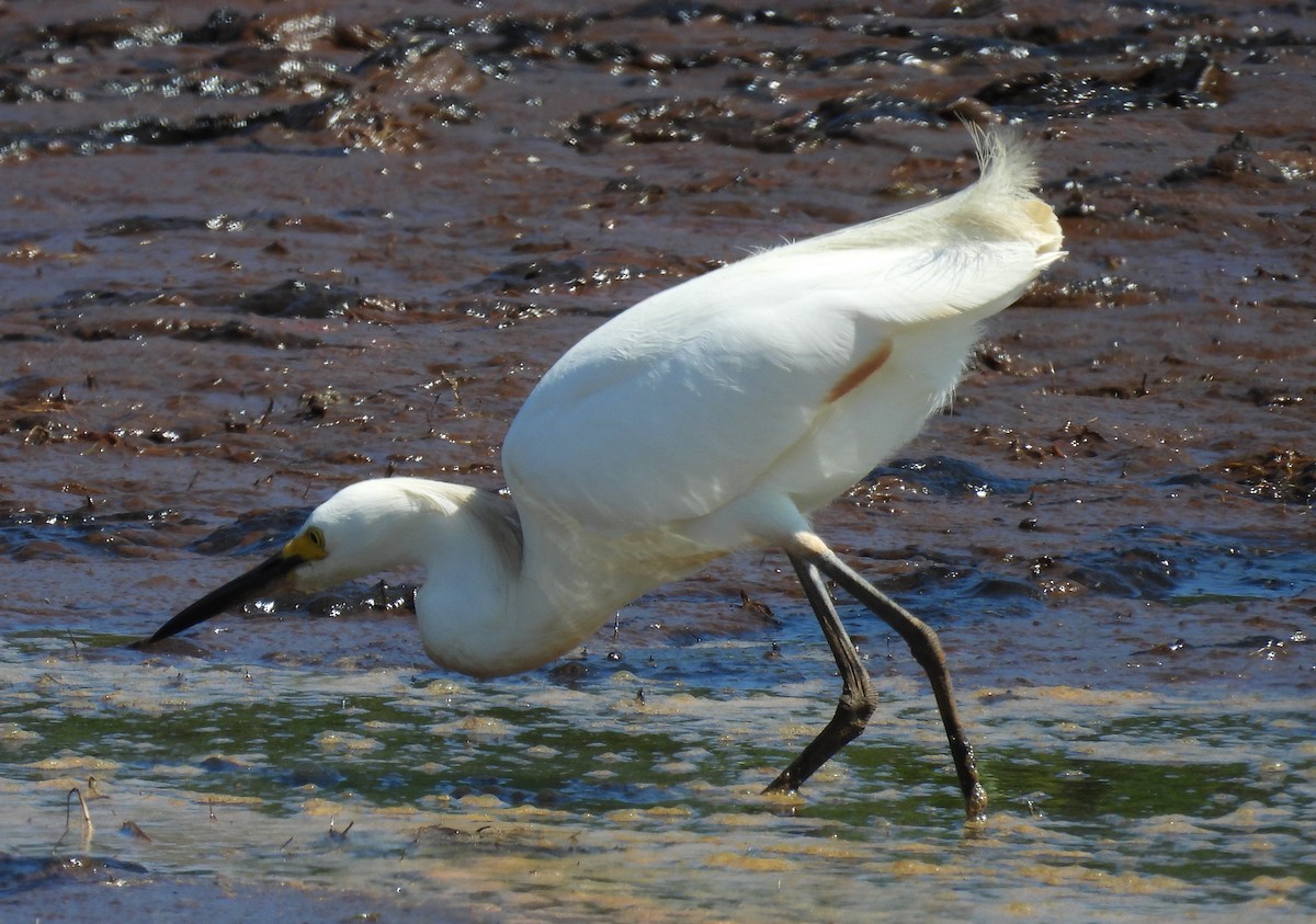 Snowy Egret - ML620716972