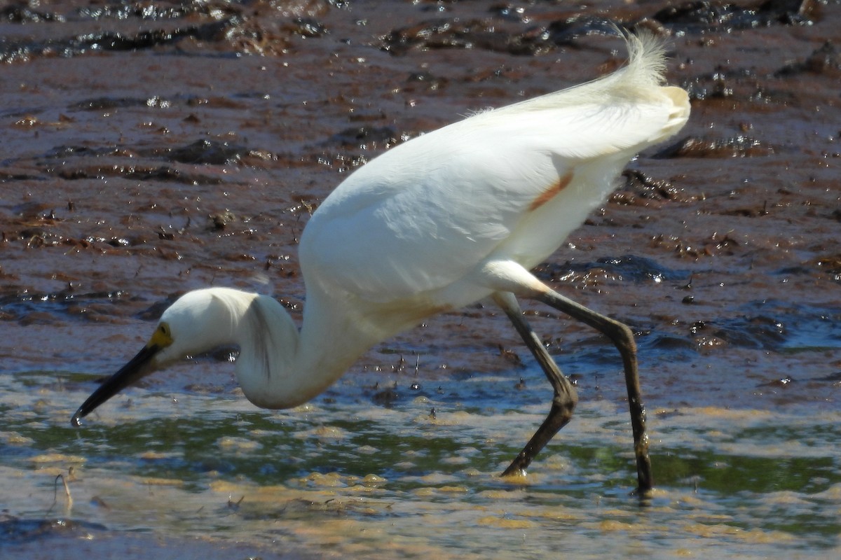 Snowy Egret - ML620716973