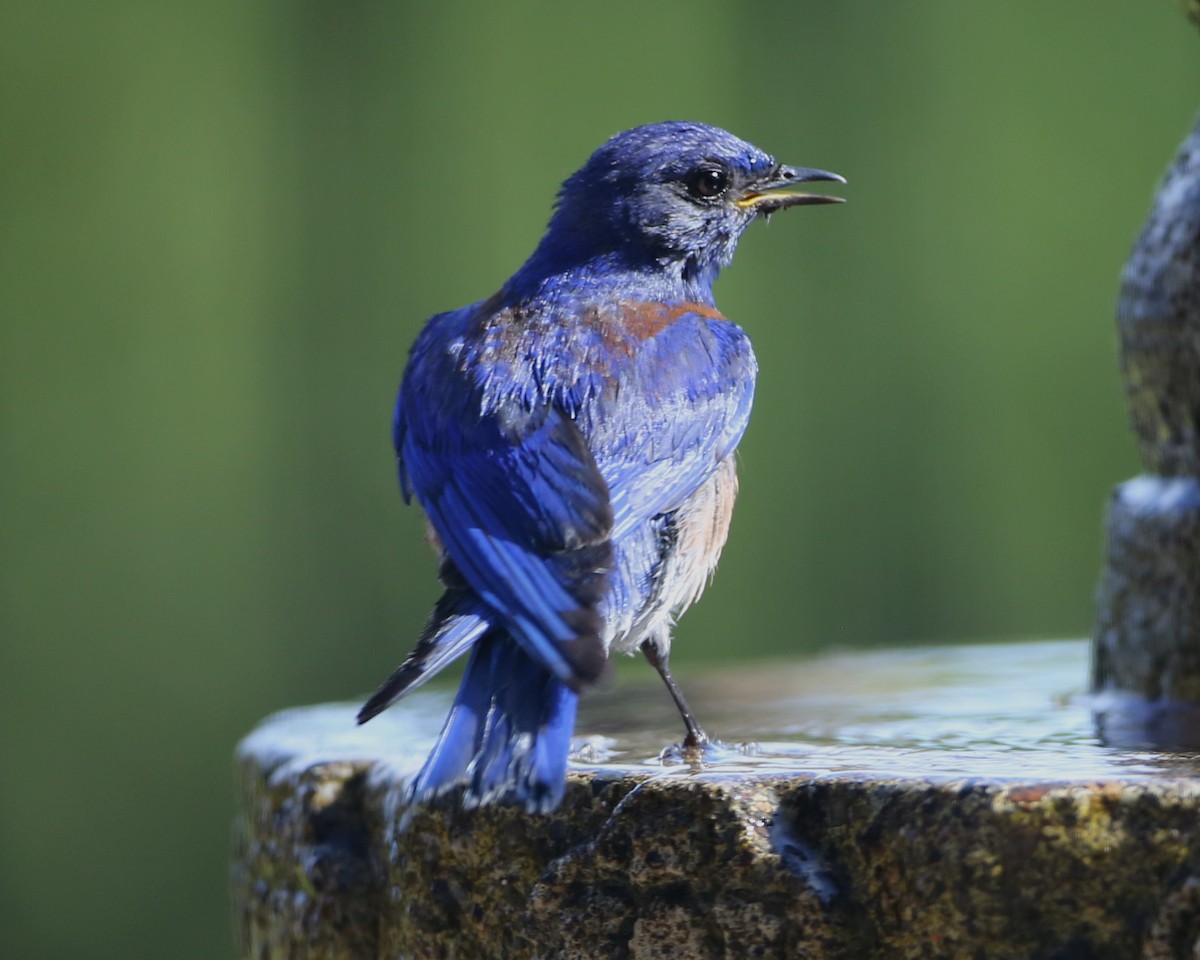 Western Bluebird - ML620716979