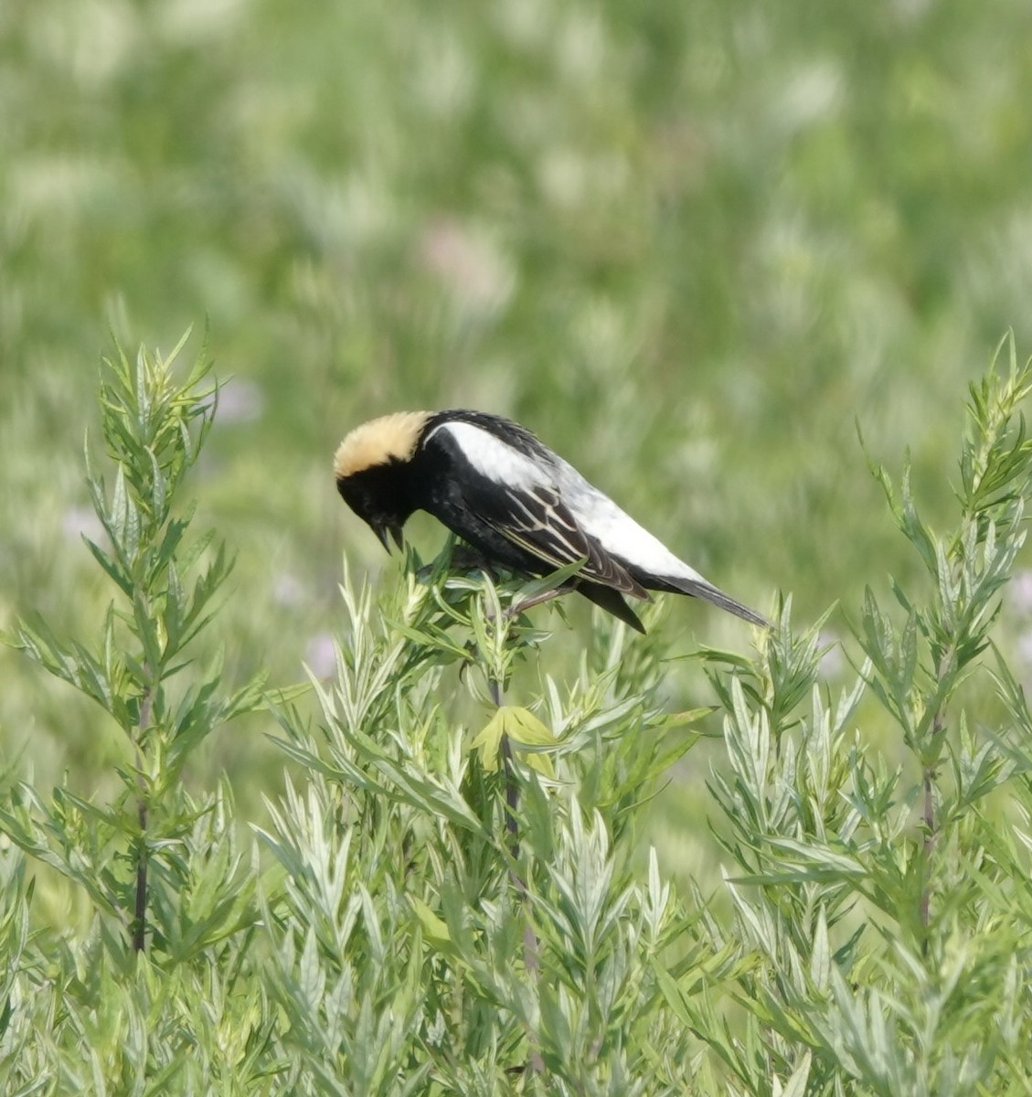 Bobolink - ML620716983