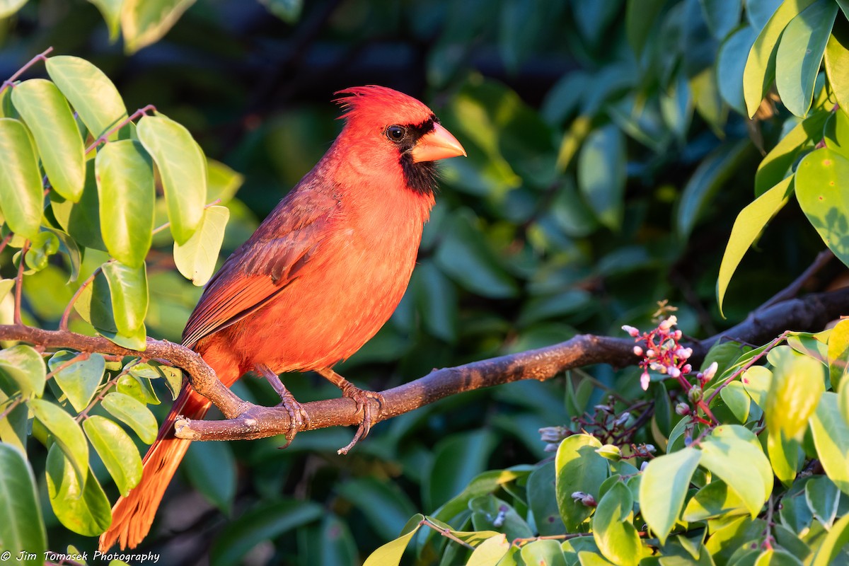 Northern Cardinal - ML620716986