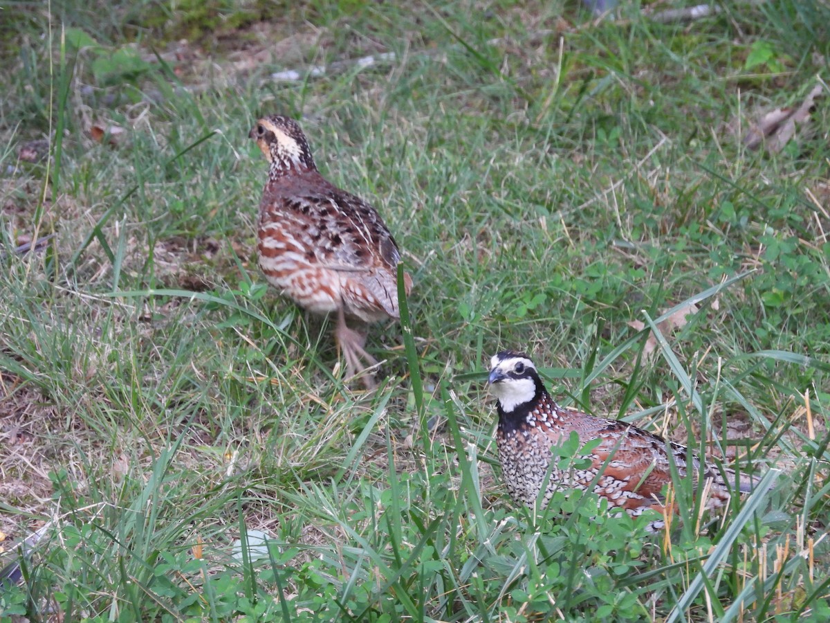 Northern Bobwhite - ML620717008