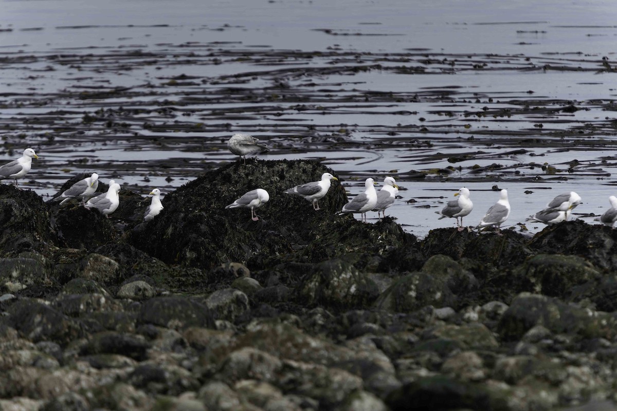 Western x Glaucous-winged Gull (hybrid) - ML620717011