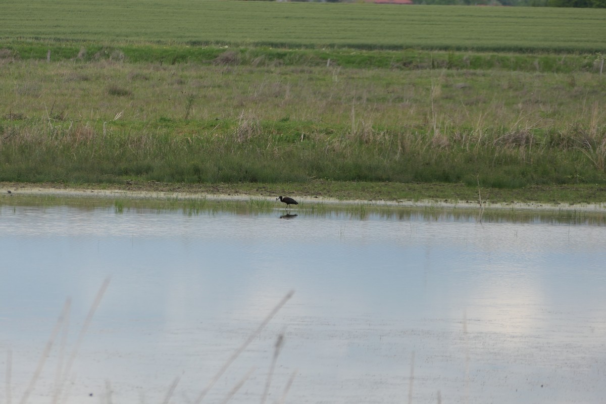 Glossy Ibis - ML620717013