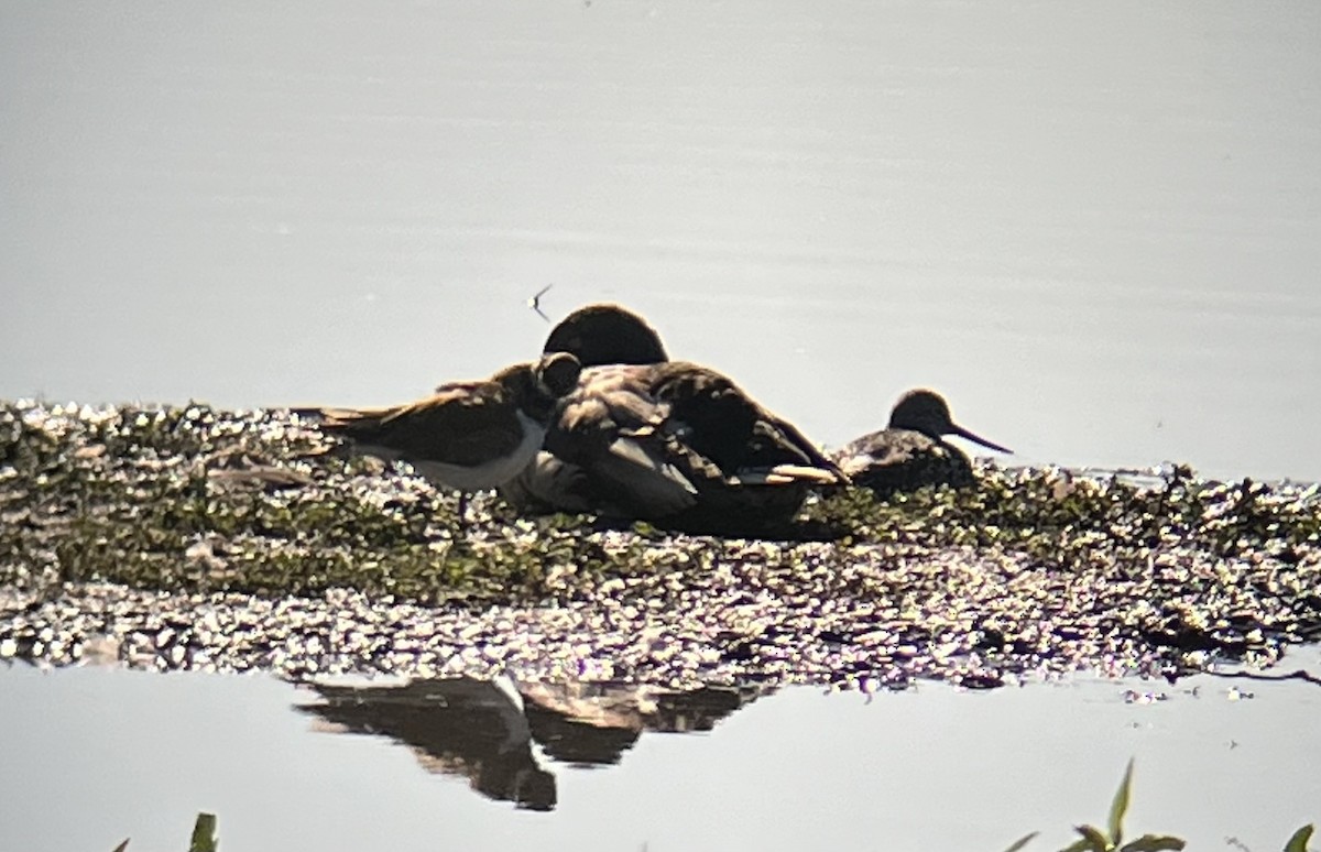 Greater Yellowlegs - ML620717014