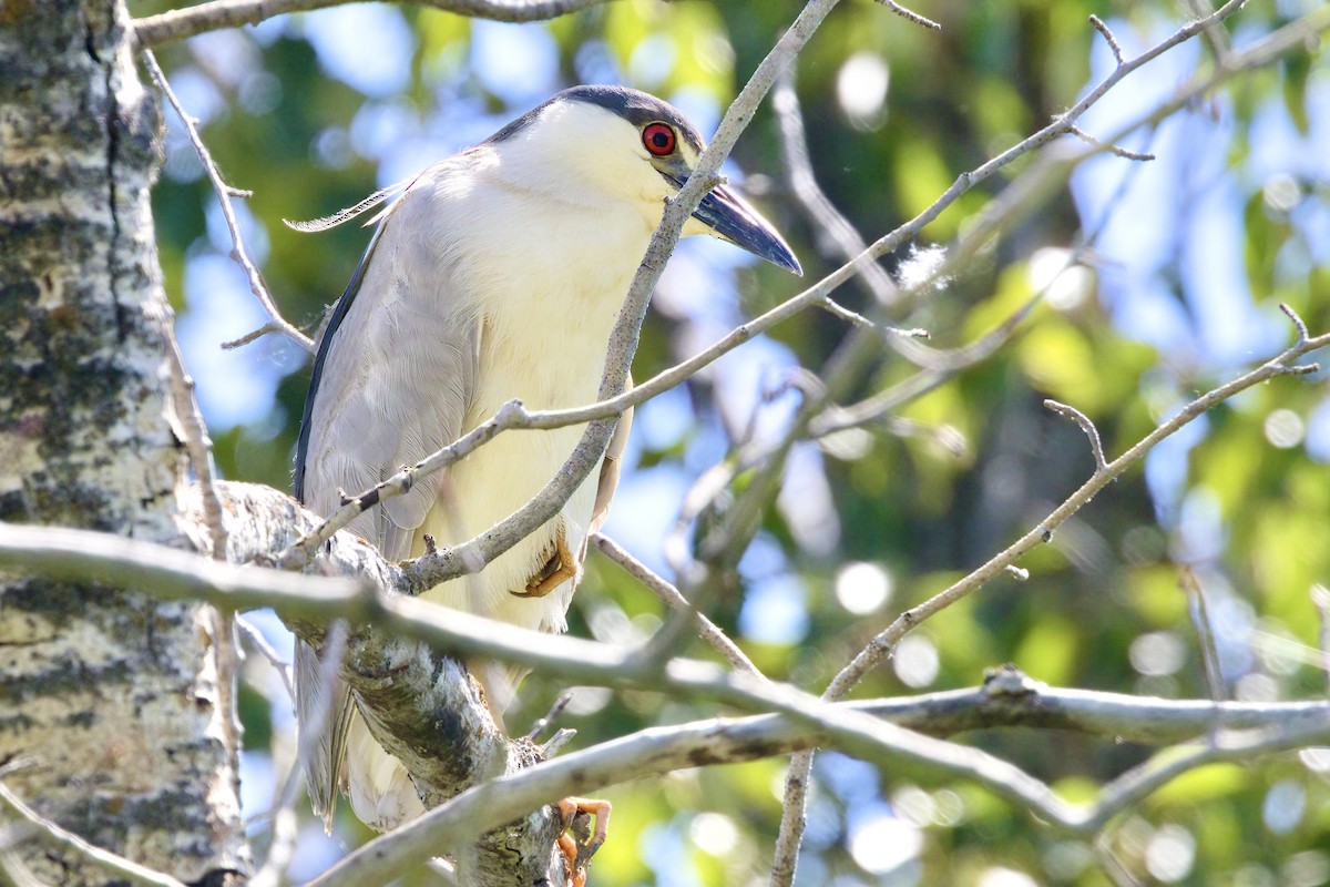 Black-crowned Night Heron - ML620717019