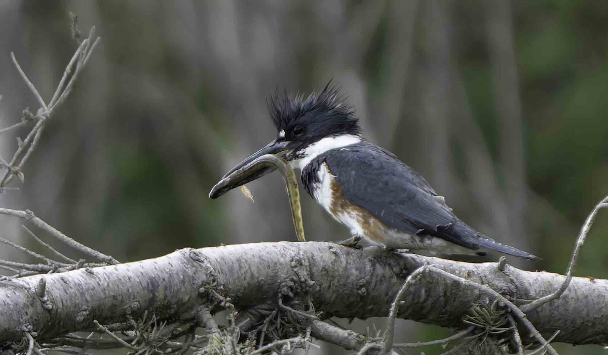 Belted Kingfisher - ML620717025