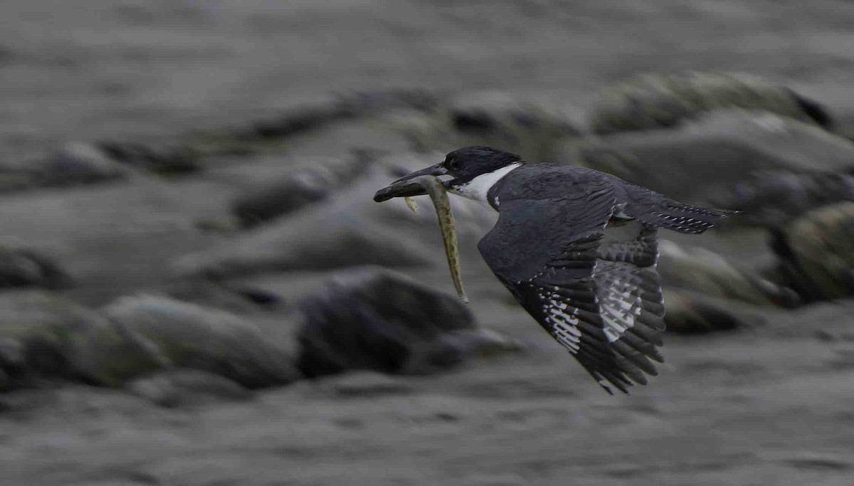 Belted Kingfisher - ML620717026