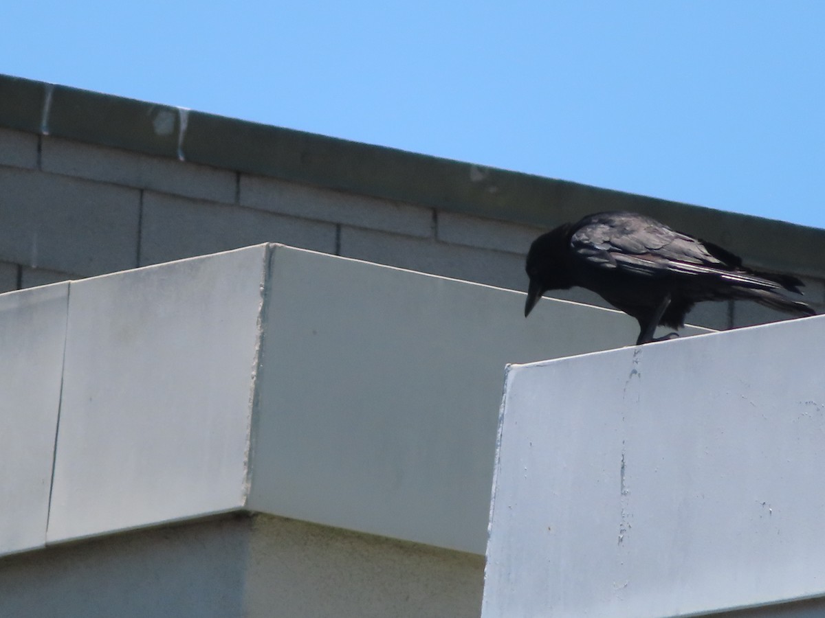 American Crow - Lisa Huffman