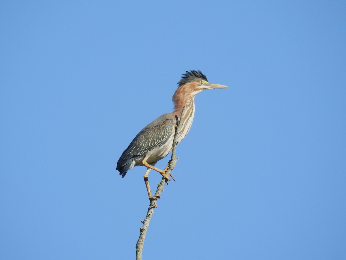 Green Heron - Alex Trifunovic