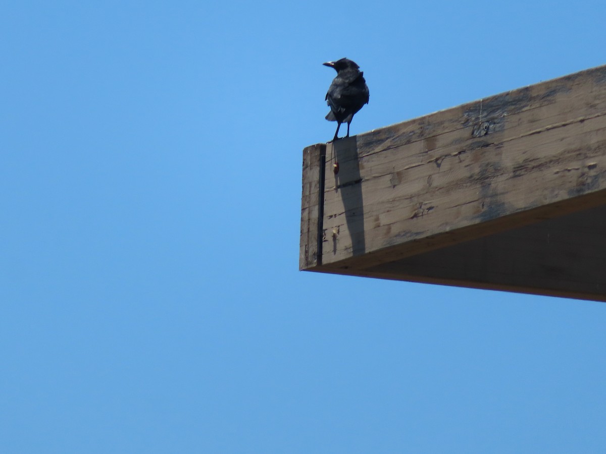 American Crow - ML620717036