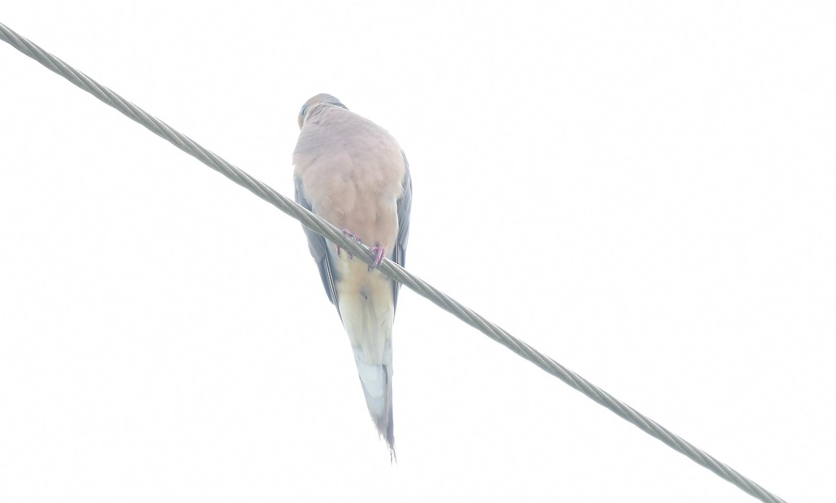 Mourning Dove - ML620717037