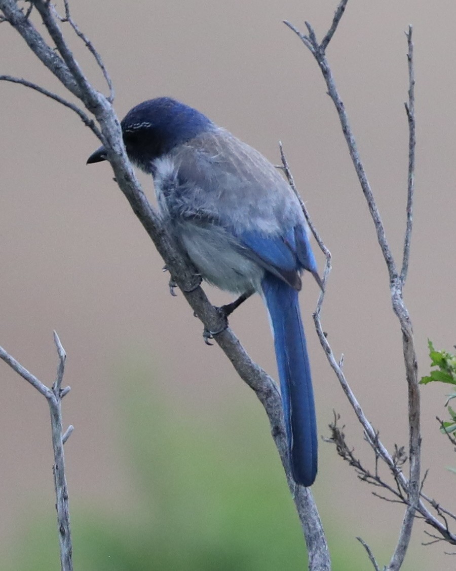 California Scrub-Jay - ML620717038