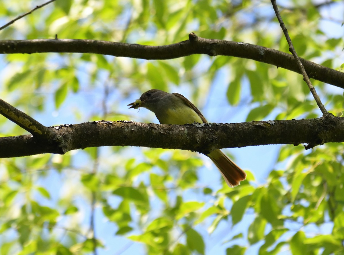 Great Crested Flycatcher - ML620717040