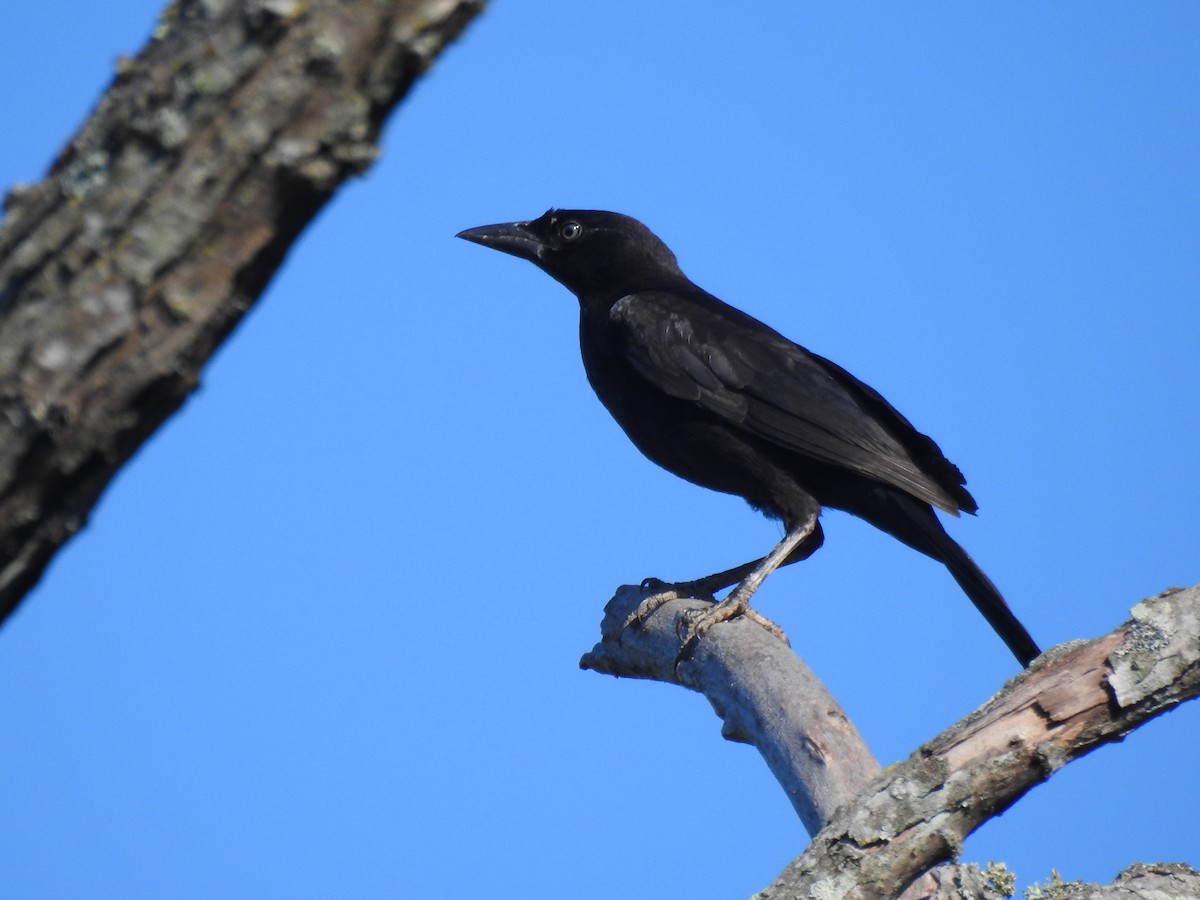 Common Grackle (Florida/Purple) - ML620717041