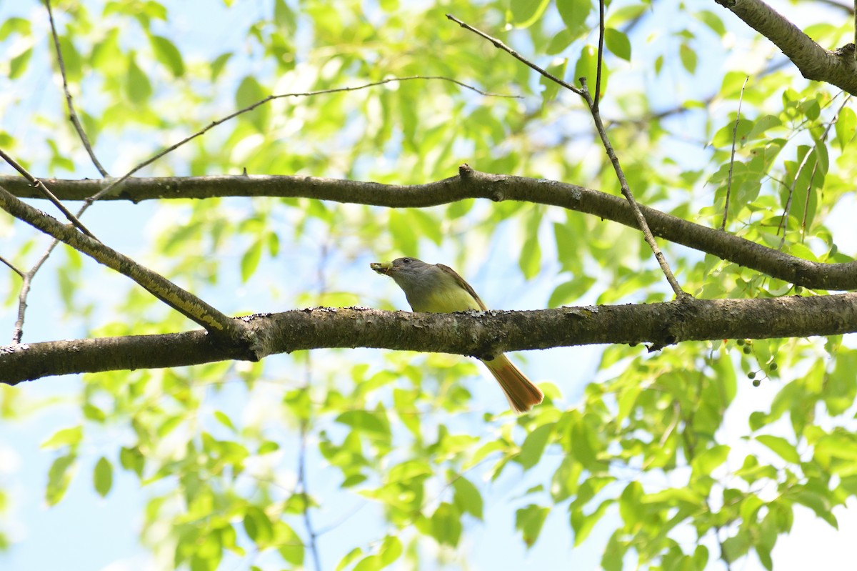 Great Crested Flycatcher - ML620717042