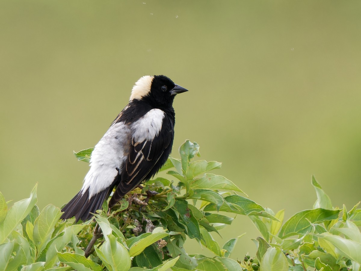 Bobolink - ML620717043