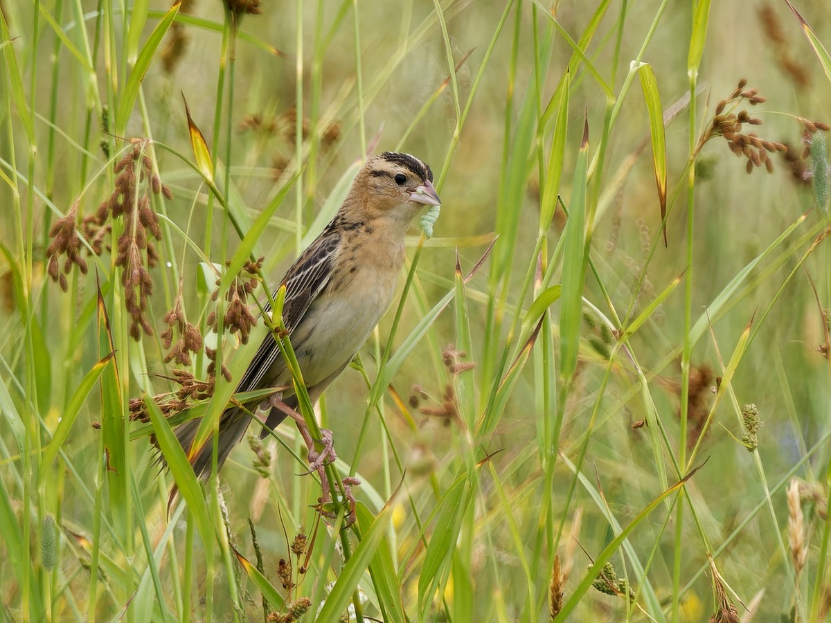 Bobolink - ML620717044