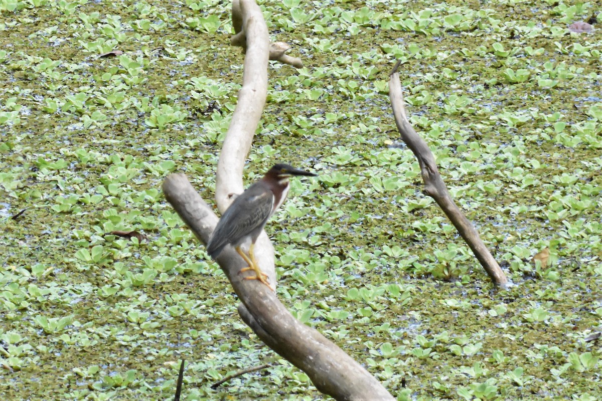 Green Heron - ML620717045