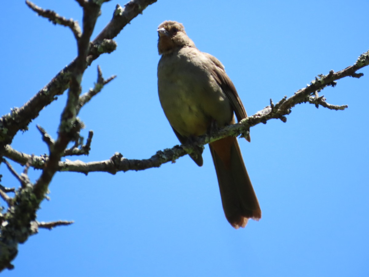 California Towhee - ML620717050