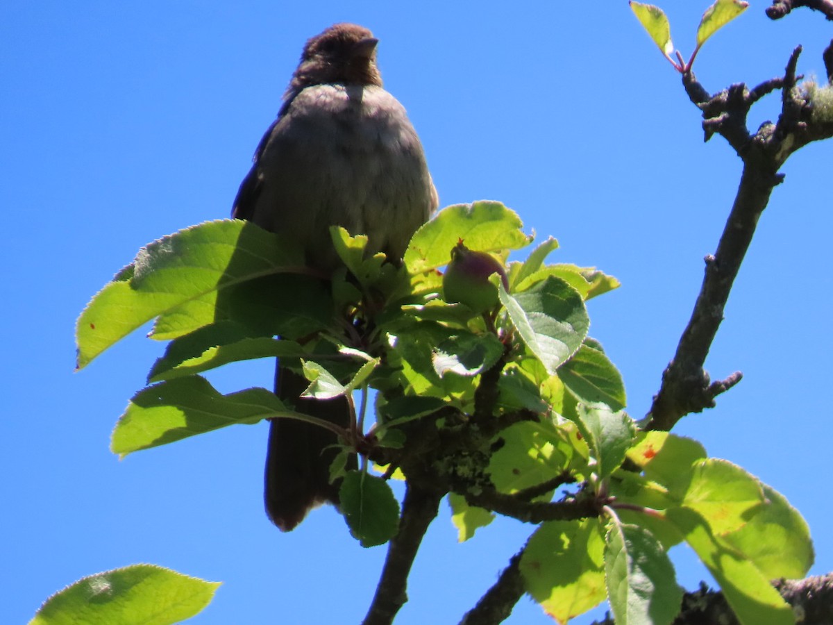 California Towhee - ML620717051