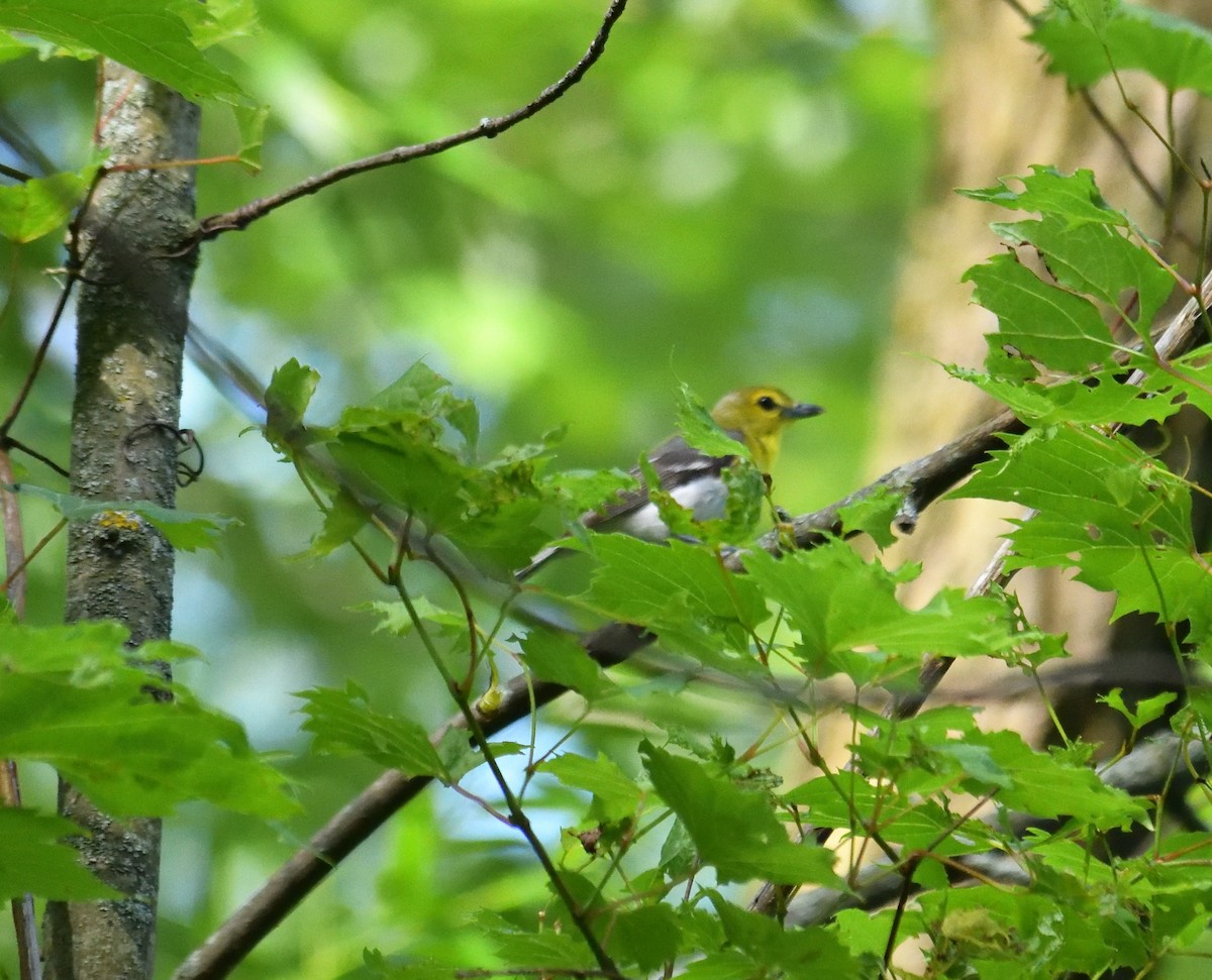 Yellow-throated Vireo - ML620717054