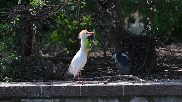 Western Cattle Egret - ML620717056