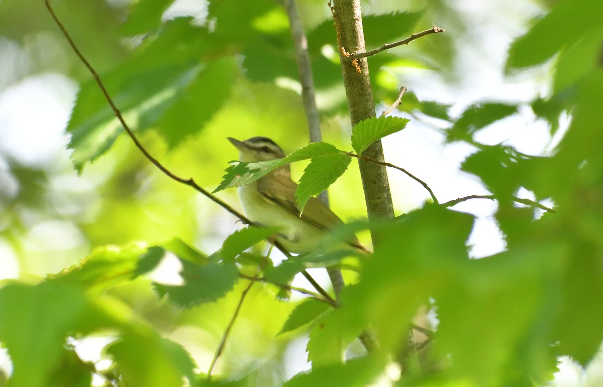 rødøyevireo - ML620717060