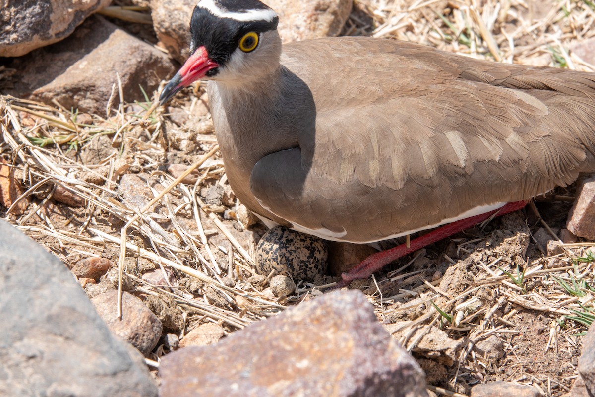 Crowned Lapwing - ML620717062