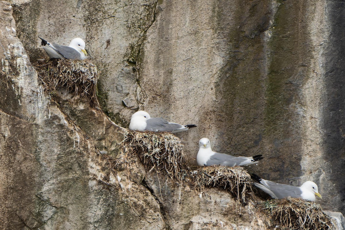 Gaviota Tridáctila - ML620717064