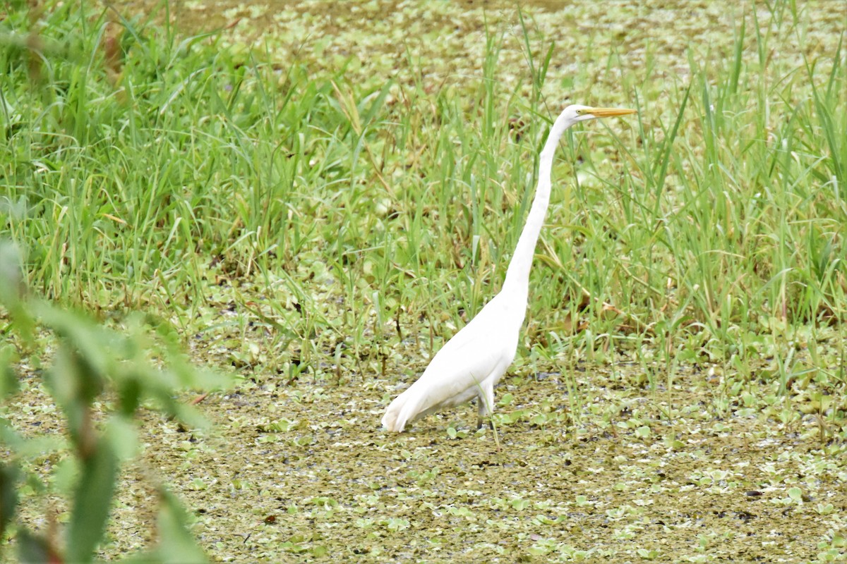 Great Egret - ML620717065