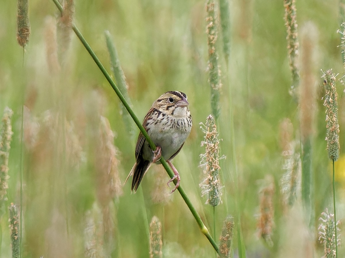 Henslow's Sparrow - ML620717066