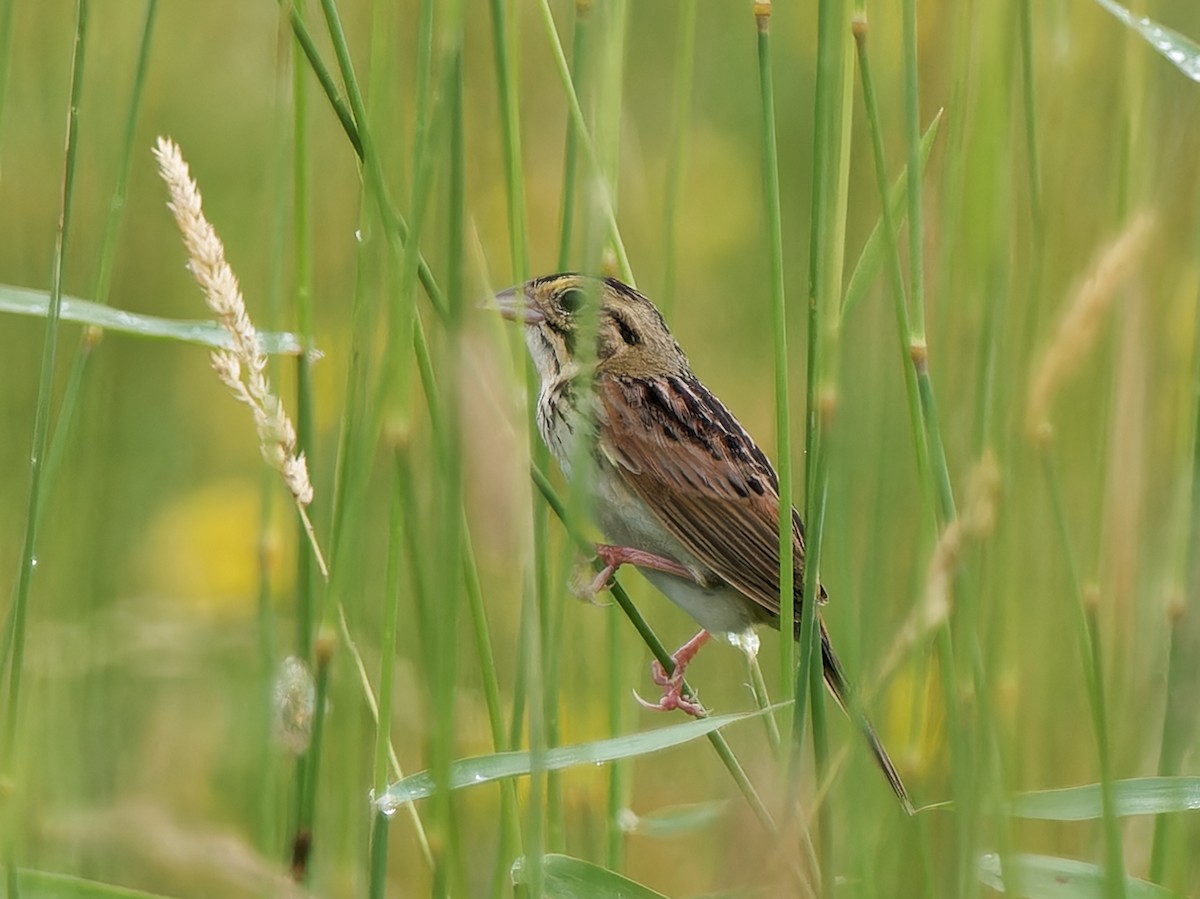 Henslow's Sparrow - ML620717068