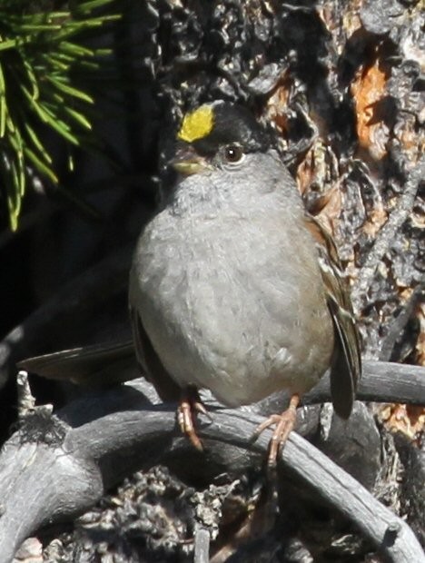 Golden-crowned Sparrow - ML620717072