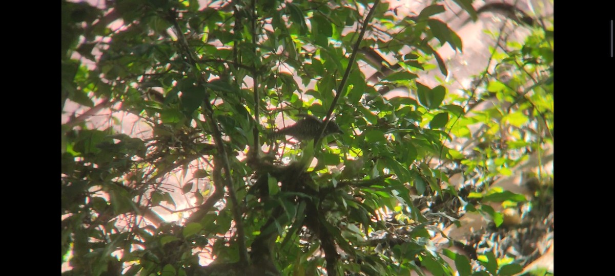 Bar-crested Antshrike - ML620717073