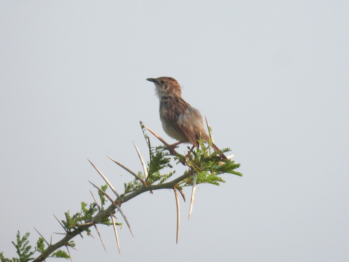 Rattling Cisticola - ML620717076