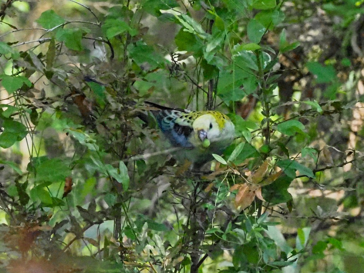 ホオアオサメクサインコ - ML620717090