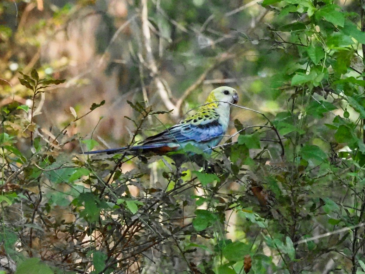 Pale-headed Rosella - ML620717091