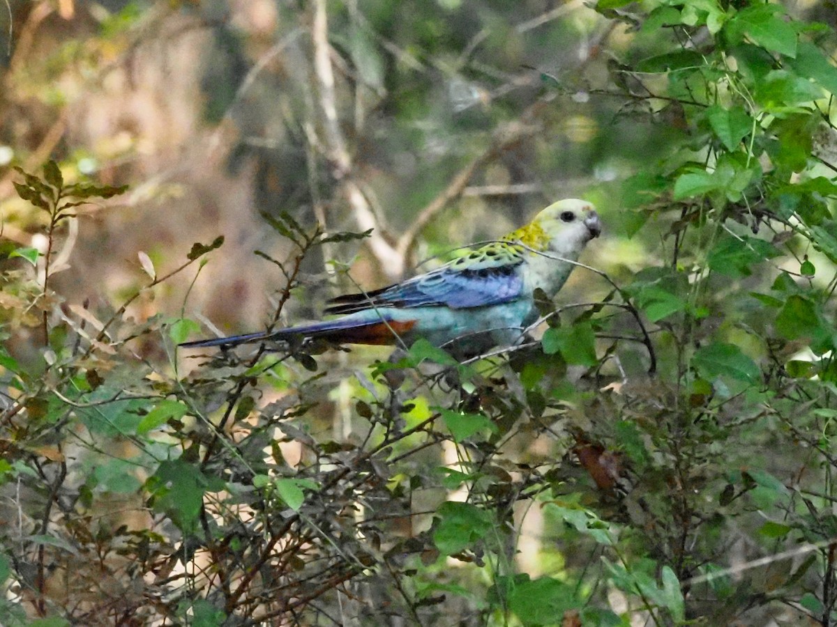 ホオアオサメクサインコ - ML620717092