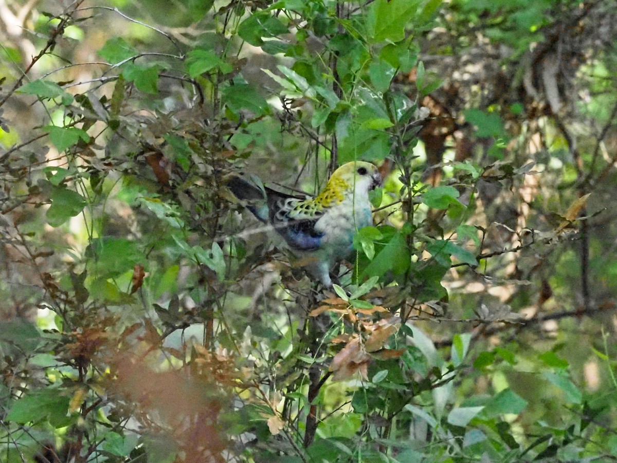 Pale-headed Rosella - Todd Deininger