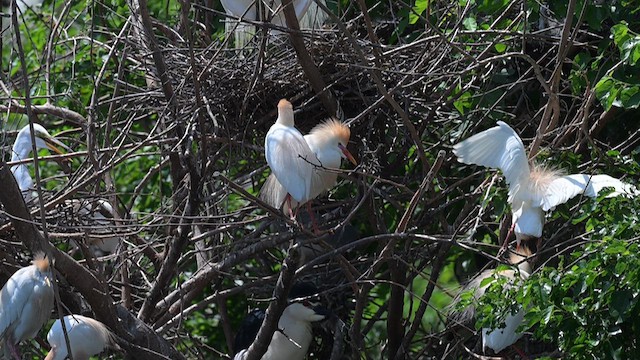 Western Cattle Egret - ML620717095