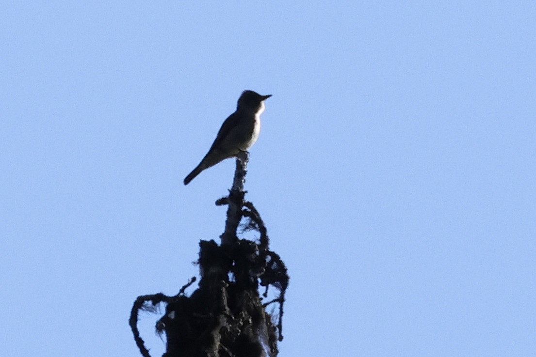 Olive-sided Flycatcher - ML620717096