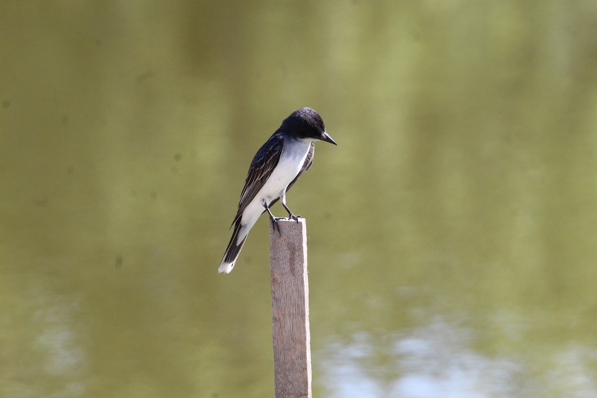 Eastern Kingbird - George Dokes