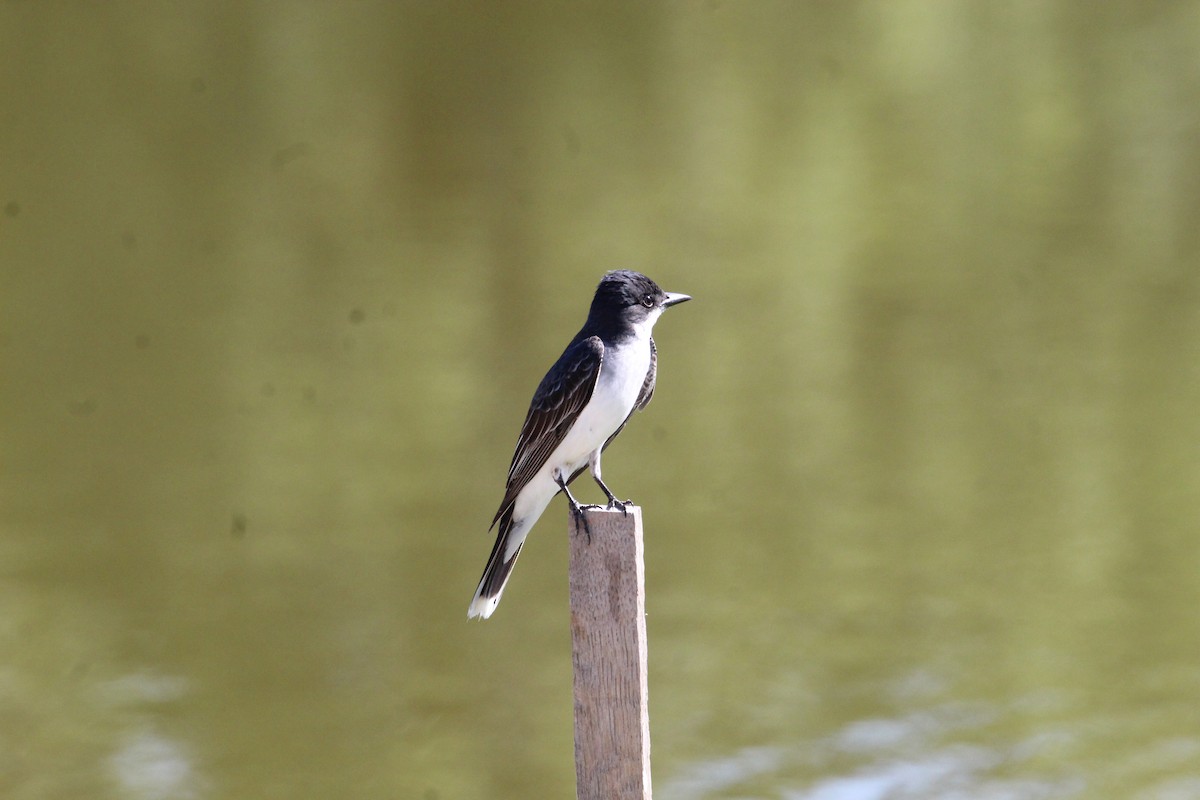 Eastern Kingbird - ML620717099