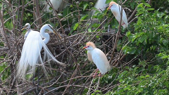 Western Cattle Egret - ML620717100