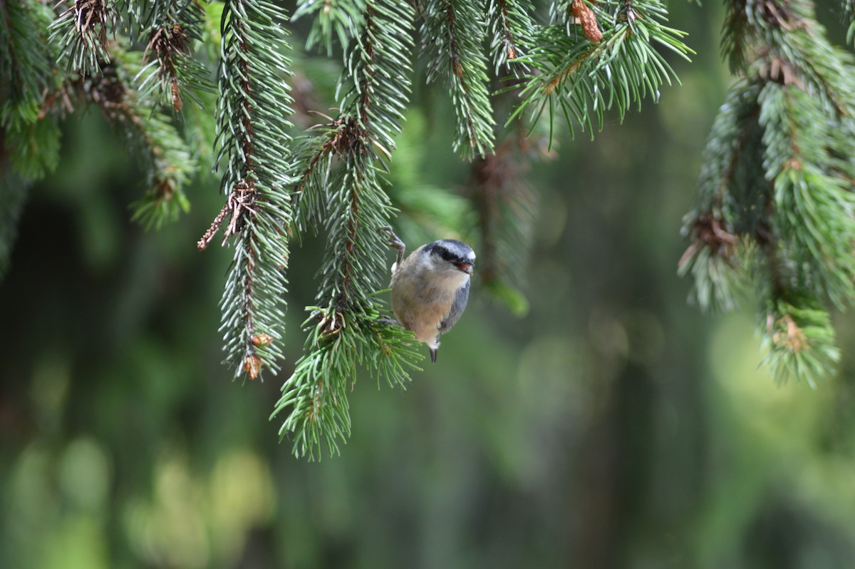 Red-breasted Nuthatch - ML620717107
