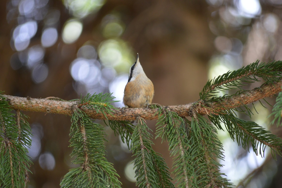 Red-breasted Nuthatch - ML620717108