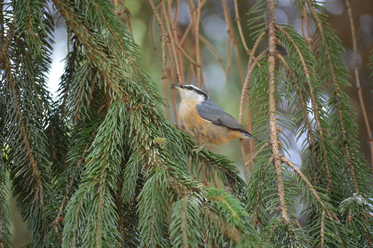 Red-breasted Nuthatch - ML620717110