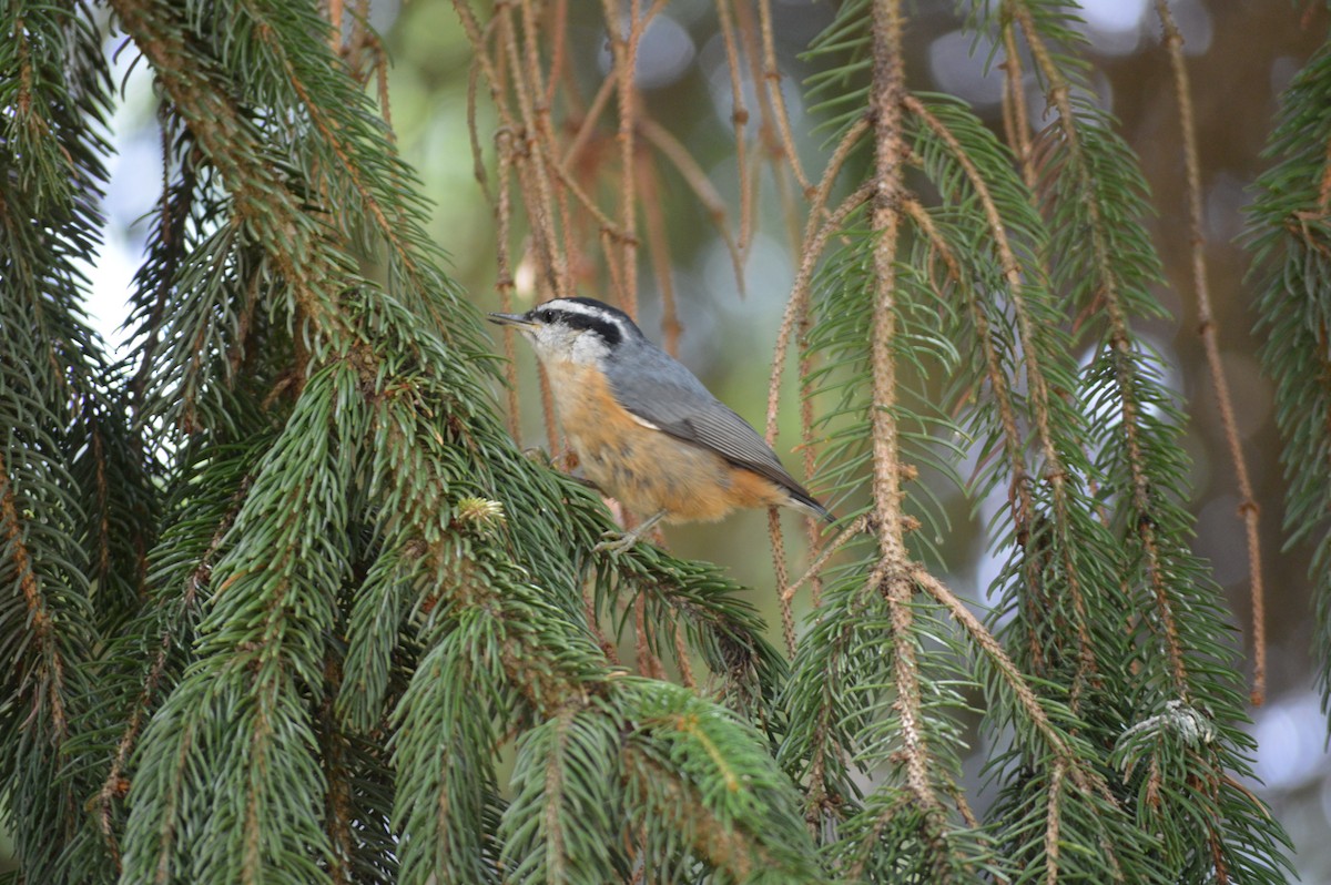 Red-breasted Nuthatch - ML620717111